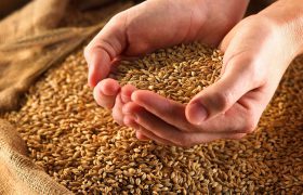 پیش‌بینی خریداری بیش از  ۳۵۰ هزار تُن گندم از کشاورزان لرستانی
