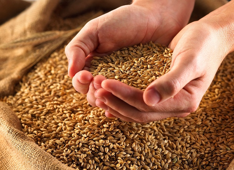 بیش از ۱۰۵ هزارتن گندم مازاد بر نیاز از کشاورزان لرستانی خریداری شد