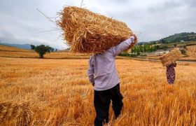 خرید بیش از ۲۴۴ هزار تُن گندم از کشاورزان لرستانی