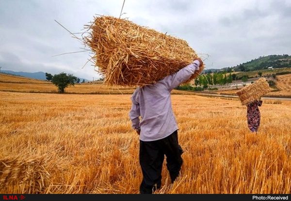 ۶۱۲ میلیارد و ۲۱۸ میلیون تومان جهت خرید گندم پرداخت شده است
