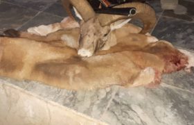 دستگیری شکارچی یک راس قوچ‌وحشی در پناهگاه حیات‌وحش سفید کوه ازنا