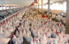 پیش‌بینی تولید ۵۷۰۰ تُن مرغ در ماه مبارک رمضان