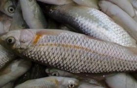 شناسایی و دستگیری شکارچیان غیرمجاز صید ماهی در پل‌دختر