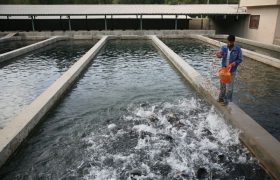 آغاز ساخت ۱۰ مجتمع زیرساختی پرورش ماهی در لرستان