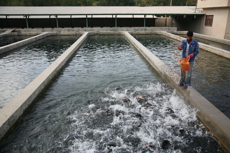 آغاز ساخت ۱۰ مجتمع زیرساختی پرورش ماهی در لرستان