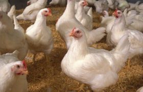 اعمال محدودیت‌ها در راستای خروج گوشت مرغ از لرستان