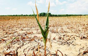 خسارت چهارهزار و ۴۰۰ میلیارد تومانی خشک‌سالی به کشاورزی لرستان
