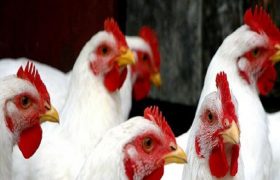برنامه توسعه گوشتی مرغ آرین شتاب می‌گیرد