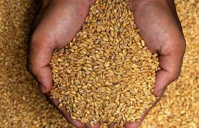 افزایش ۸۲ درصدی خرید گندم از کشاورزان لرستانی