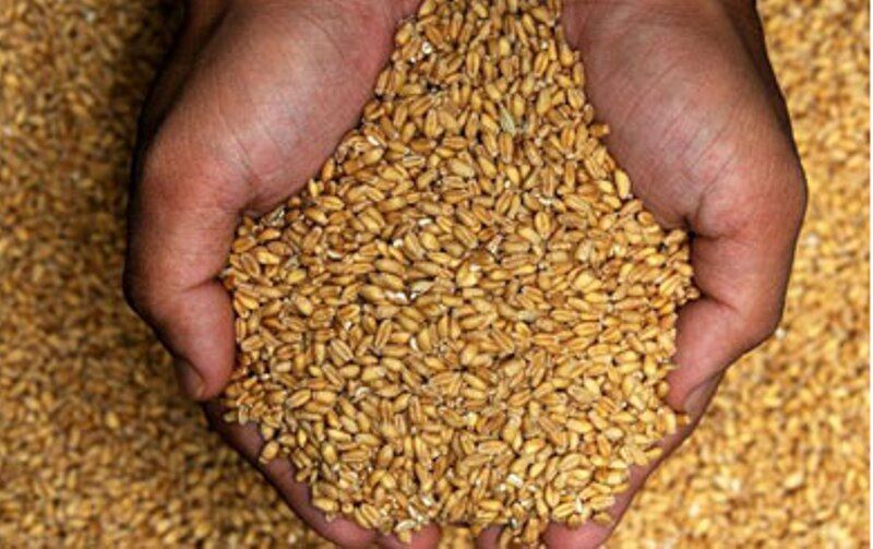 حدود ۱۳,۵۰۰ تن بذر گندم بین کشاورزان لرستانی توزیع شده است