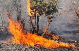 خسارت آتش‌سوزی به ۱۰۰ هکتار از مراتع ازنا
