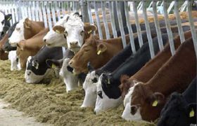 پروژه ۷ هزار راسی گاو شیری دورود سهم قابل توجهی در تولید شیر و گوشت استان خواهد داشت