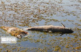 سیلاب به ۳۰ مزرعه ماهی در الیگودرز خسارت وارد کرد