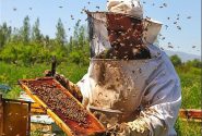 ظرفیت بالای لرستان در تولید عسل