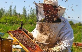 رئیس جهادکشاورزی لرستان: بیش از ۴ هزار تُن عسل در سال جاری تولید خواهد شد