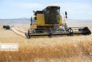 پیش‌بینی افزایش ۱۰ درصدی خرید گندم از کشاورزان لرستانی