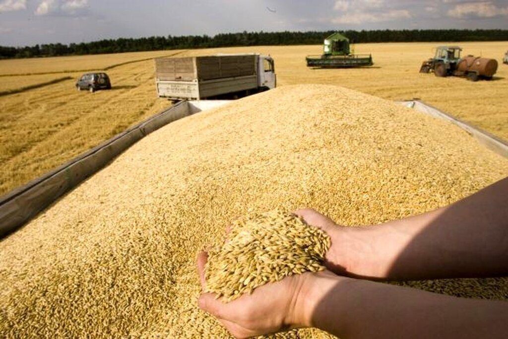 خرید ۱۵۰ هزار تُن گندم از کشاورزان لرستانی