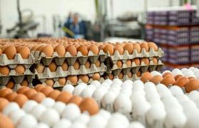 تولید ۹ هزار و ۴۰۰ تُن تخم‌مرغ در لرستان