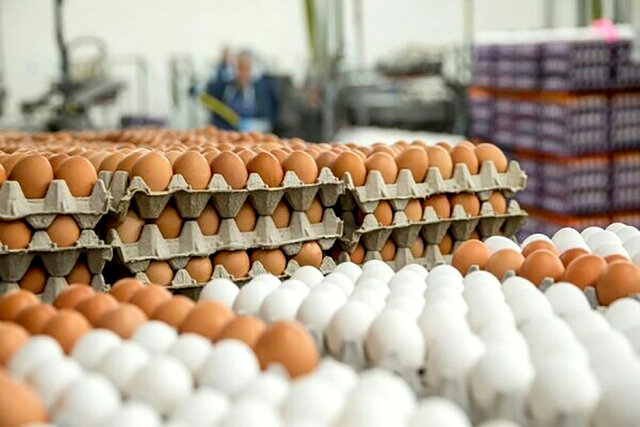تولید ۹ هزار و ۴۰۰ تُن تخم‌مرغ در لرستان