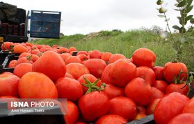 صادرات سالانه چهار تا پنج هزار تُن گوجه‌فرنگی و فلفل از لرستان