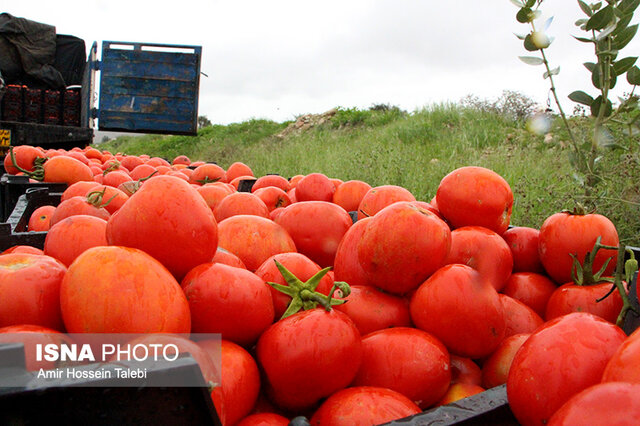 صادرات سالانه چهار تا پنج هزار تُن گوجه‌فرنگی و فلفل از لرستان