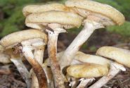 قارچ‌های وحشی و خطر مسمومیت پنهان