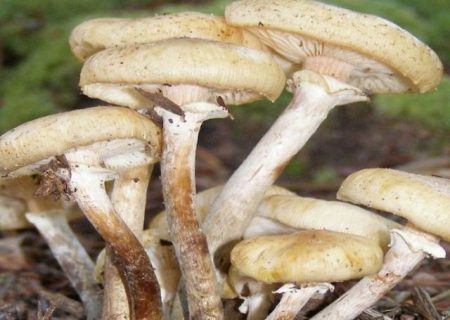 قارچ‌های وحشی و خطر مسمومیت پنهان