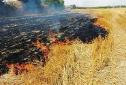 ۳۰۵ عامل آتش‌سوزی اراضی کشاورزی در لرستان به مراجع‌قضائی معرفی شدند