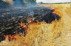 ۳۰۵ عامل آتش‌سوزی اراضی کشاورزی در لرستان به مراجع‌قضائی معرفی شدند